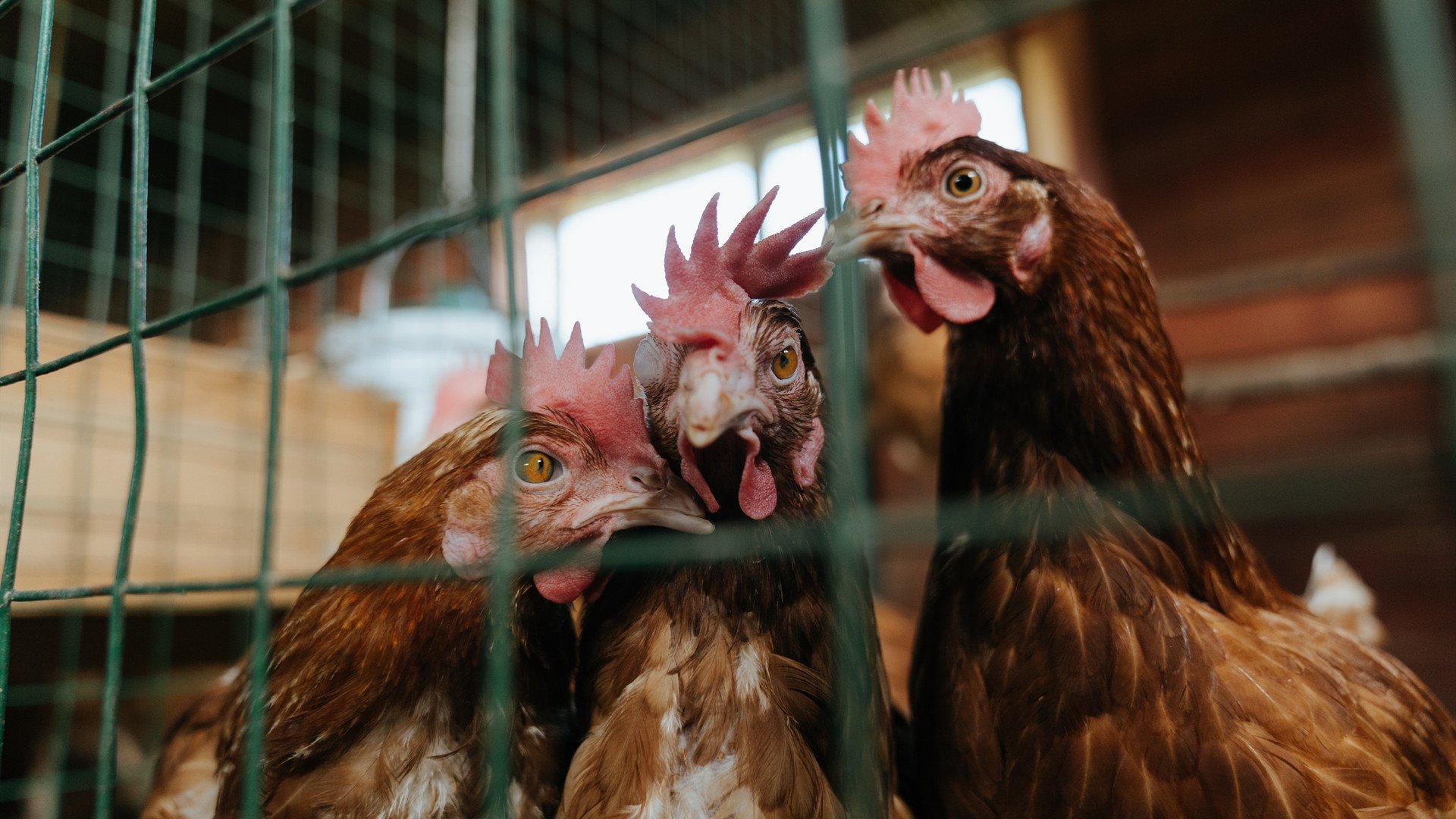 西决生死战与伊拉克终结马里，竞技场上的双重焦点